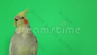红鹦鹉，变色背景，慢动作